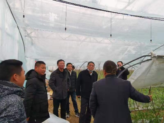 马仁高带队考察蔬菜生产项目_霍邱县人民政府