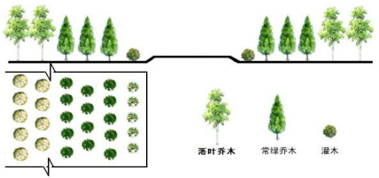 大叶黄杨球的栽植方式